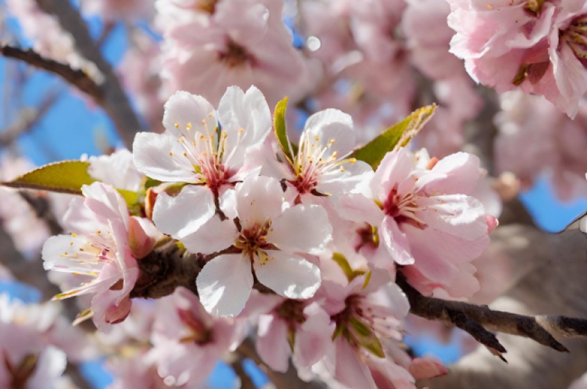 Chiedi a un mandorlo