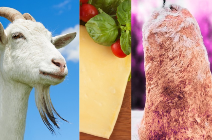 Il formaggio in pelle di capra