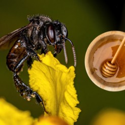 Le api senza pungiglione