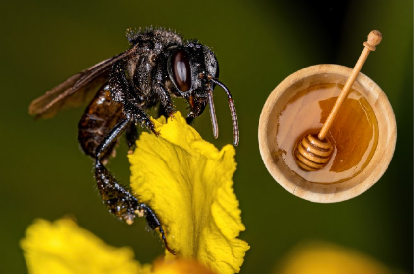 Le api senza pungiglione