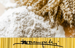 Il grano Senatore Cappelli 