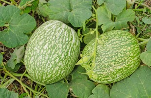 La zucca siamese