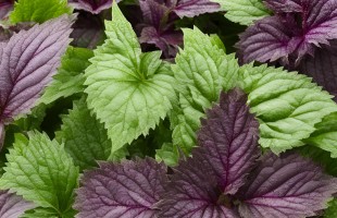 Shiso, il basilico giapponese