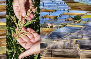 La Strada del Riso vercellese