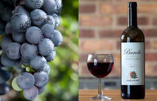 Il Barolo