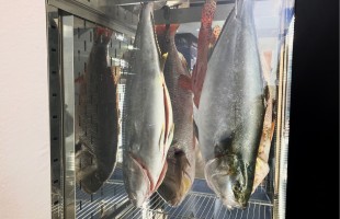 La frollatura del pesce