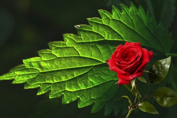 L'ortica e la rosa