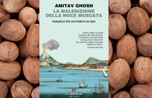 La maledizione della noce moscata