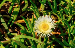Il fico di mare