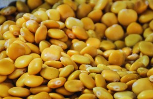 Il lupino