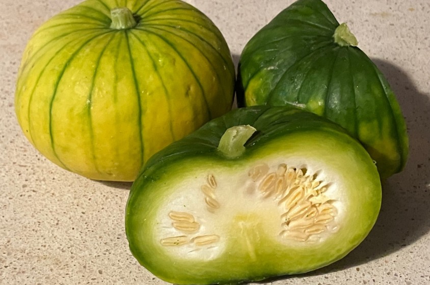 Zucchiolo da scoprire