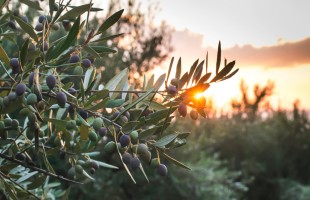L&rsquo;uomo che ascolta gli ulivi