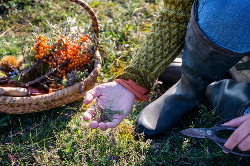Praticare il foraging