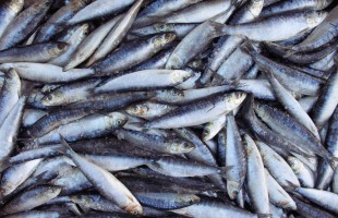 Sarde & Sardine