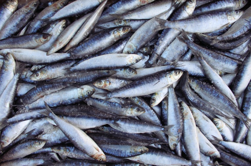 Sarde & Sardine