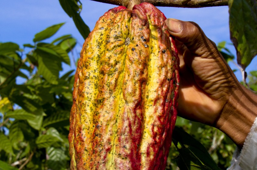 Cos'&egrave; il mocambo?