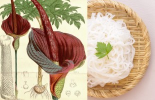 Cos'&egrave; il konjac?