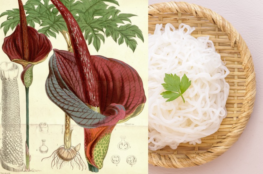 Cos'&egrave; il konjac?