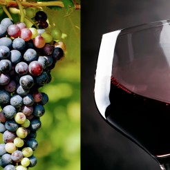 Il Teroldego Rotaliano DOC