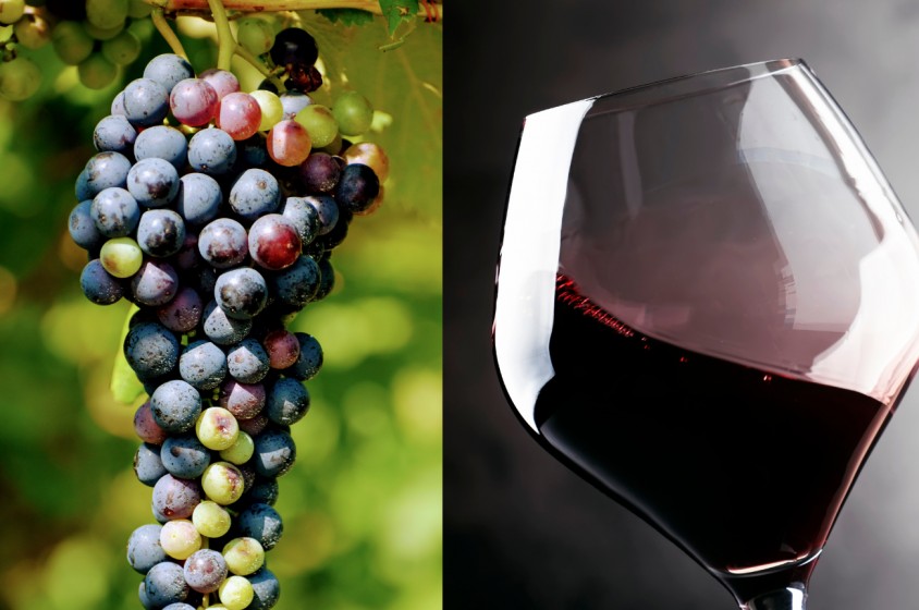 Il Teroldego Rotaliano DOC