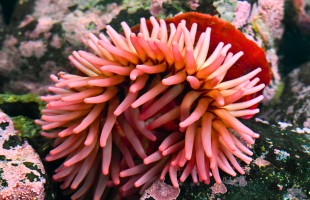 L'anemone nel piatto