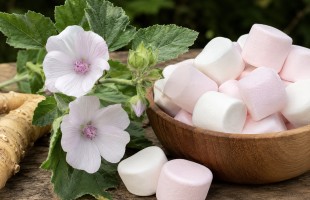 L'altea, madre dei marshmallows
