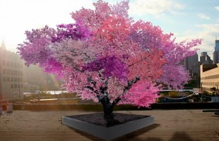L&rsquo;albero dai 40 frutti