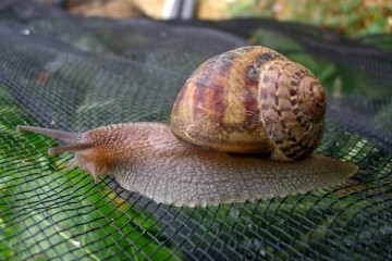 Allevare lumache
