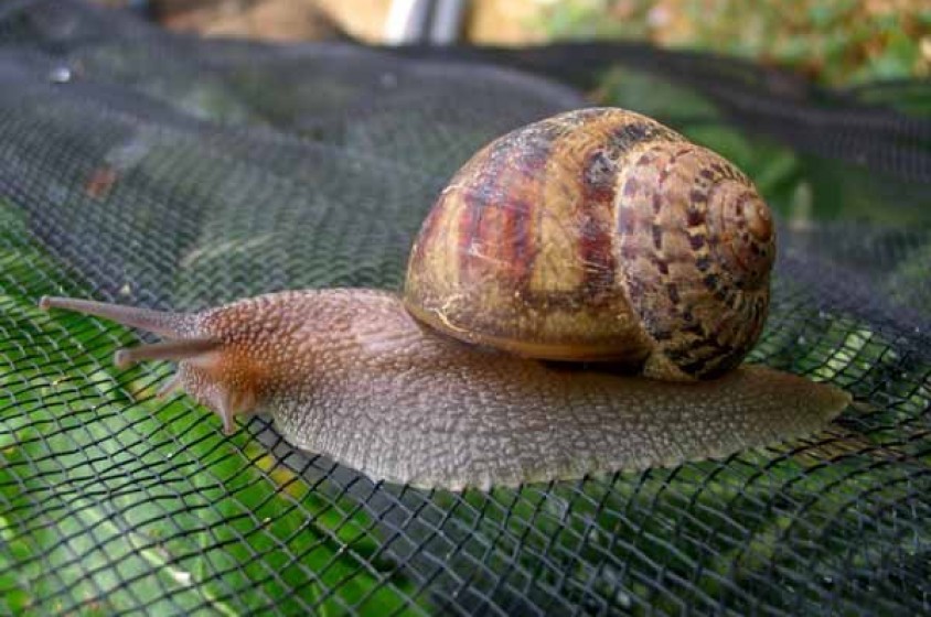 Allevare lumache