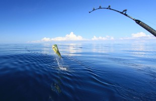 Sempre meno pesce