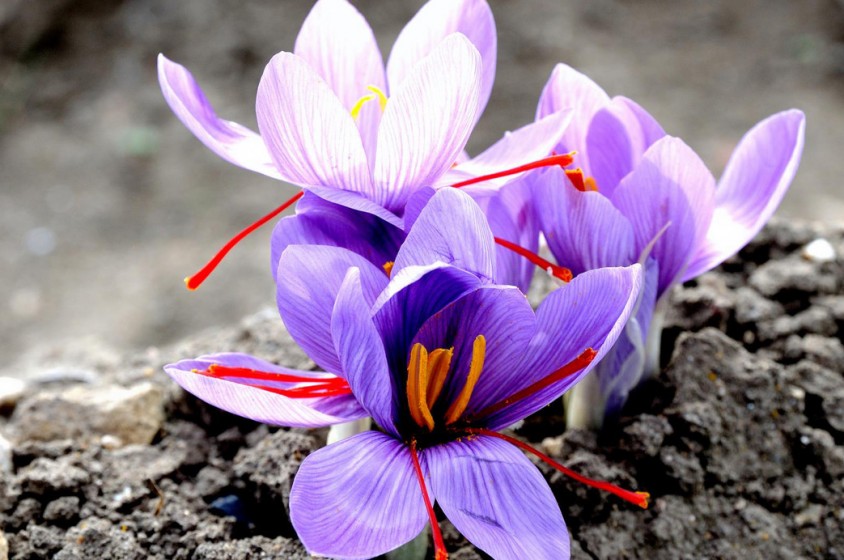 La cucina dello zafferano