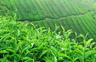 Il paradosso delle foglie di t&egrave;