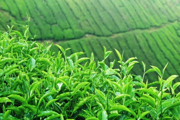 Il paradosso delle foglie di t&egrave;