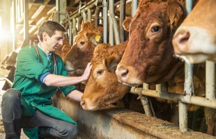L&rsquo;importanza del benessere animale