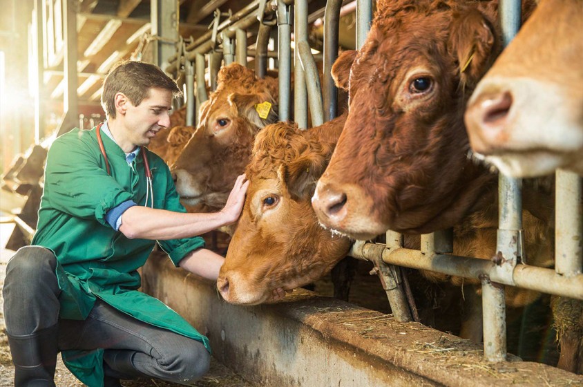 L&rsquo;importanza del benessere animale